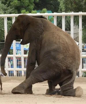 Four-paws visits ailing elephant in Karachi, Pakistan - 24 Aug 2023 스톡 사진
