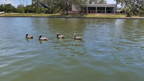 Four Pelicans Floating on Calm Green Water as a fishing boat passes by left to r Stock Footage 312707557