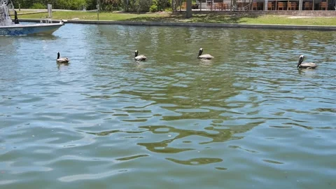Four Pelicans Floating on Calm Green Water as a fishing boat passes by left to r Stock Footage 312709417