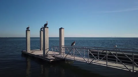 Four pelicans perched on posts of boat dock ramp in St. Petersburg, Florida. Stock Footage 265716227