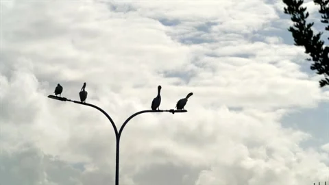 Four pelicans silhouetted on a lamp post in Woy Woy, Australia Vídeo Stock 332683422