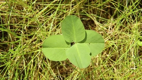 The four petals of the clover are illuminated by sunlight View from above Stock Footage 242490545