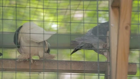 Four pigeons in a birdcage Stock Footage 82448663