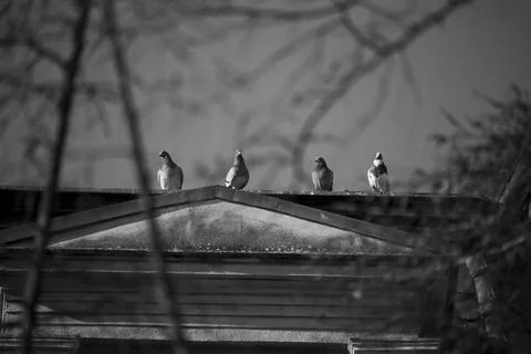 Four pigeons on classical pediment Stock Photos