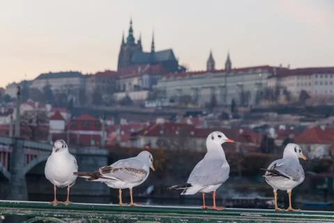 Four pigeons sitting on bricks border, posing and looking towards camera. Stock Photos