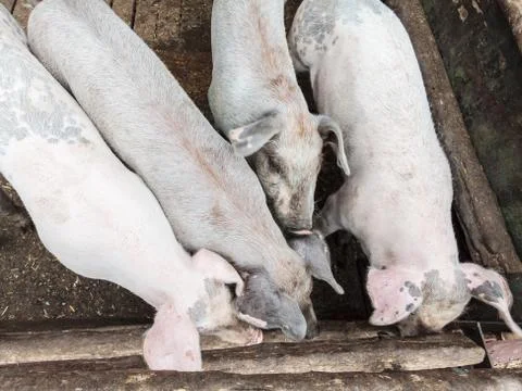 Four pigs in a row 库存照片