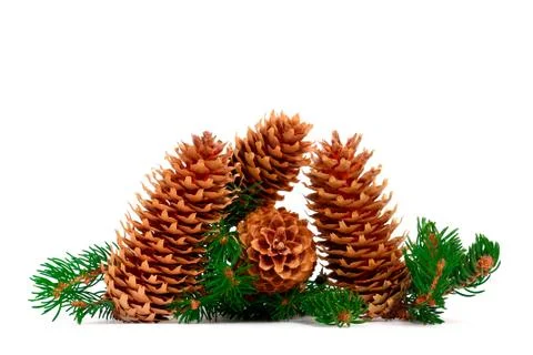 Four pine cones and branches in a scenic Christmas decoration Stock Photos