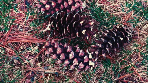 Four pine cones on the ground Stock-Footage 331655244