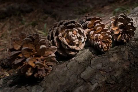 Four pine tree cone lined up together at the roots of a pine tree Stock Photos
