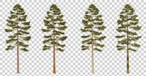 Four Pine Trees with Different Bark Textures Stock Photos