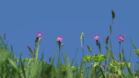 Four Pink Flower Video stock 52699676