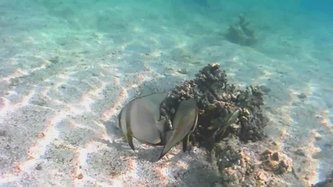 Four Platax Batfish Swimming Synchronously Along the Seabed 库存影片 343727788