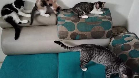 Four Playful Kittens Playing on Sofa | Cute Indoor Cat Family Footage Stock Footage 285481790
