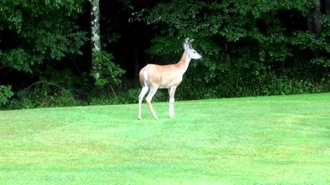 A Four Point Whitetail Deer Stock Footage 157514947