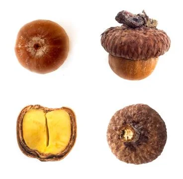 Four points of view of Oak acorn Stock Photos