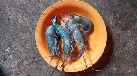 Four prawns Stock Photos
