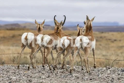 Four Pronghorn (Antilocapra americana) standing in a row on a gravel roadside sh Stock Photos