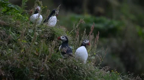 Four puffins feeling save near their nests, Vík í Mýrdal, South Iceland Stock Footage 40876687