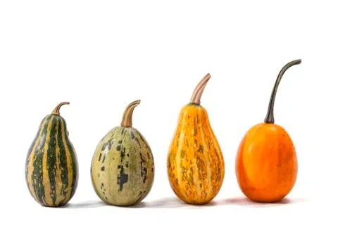 Four pumpkins of different types and colors isolated Foto stock