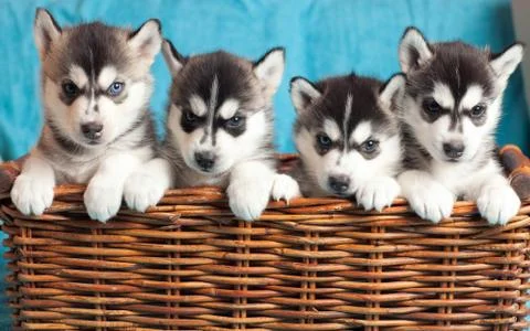 Four puppies husky Stock Photos