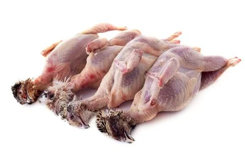 Four quails in studio Stock Photos