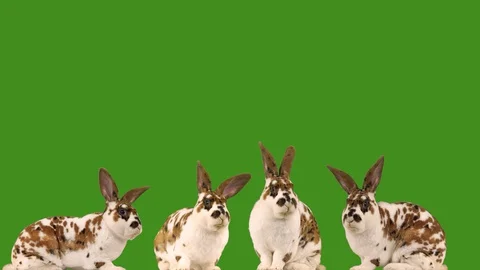 Four rabbits chewing on a green screen. Video stock 128633797
