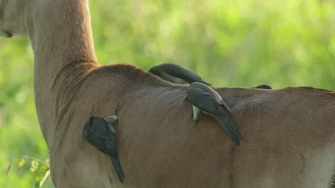 Four red-billed oxpecker birds feeding on parasites while sitting on an impala Vidéo 337947641
