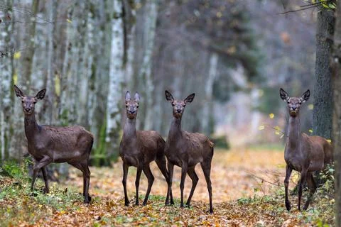Four red deer standing on a forest trail in Bialowieza Forest 库存照片
