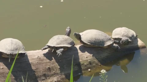Four red eared slider turtles basking on a log above a pond on a sunny day Stock Footage 334655480