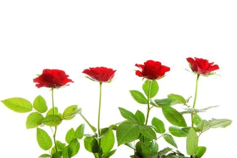 Four red roses in a row Stock Photos