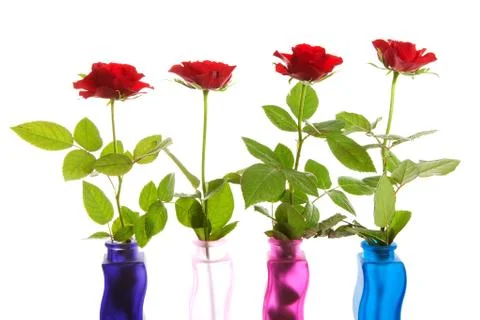 Four red roses in a row Stock Photos