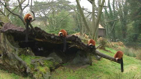Four Red Ruffed Lemurs sitting on wooden log with tree stump and rocks below and Video stock 95600973