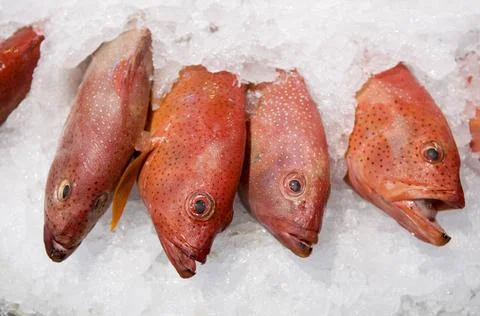  Four Red Snapper Fish Four Red Snappers, Lutjanus campechanus, laying in ... Stock Photos
