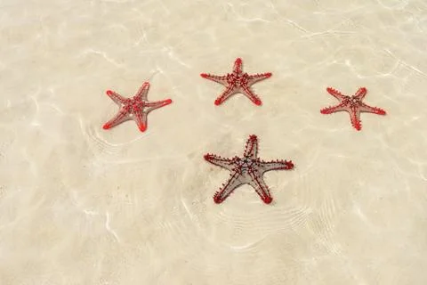 Four red starfish Stock Photos
