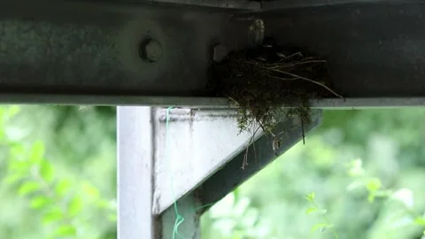 Four redstart chicks in the nest. Stock Footage 238984939