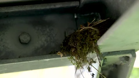 Four redstart chicks in the nest. Stock Footage 238985015