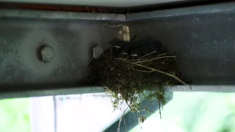 Four redstart chicks in the nest. Nest on metal beams. Stock Footage 238984861