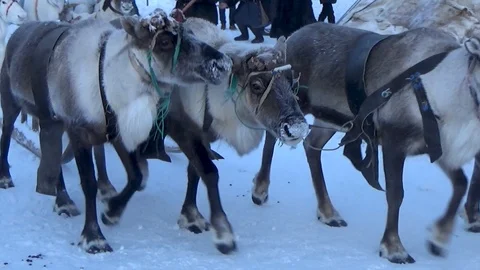 Four reindeer in a team Video stock 99418997
