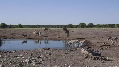 Four remain drinking; birds wheel over the water — Part 55 Vidéo 320846444