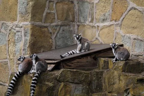 Four ring-tailed lemurs on rocks in a zoo enclosure Stock Photos
