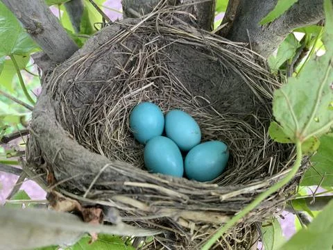 Four Robin Eggs Foto stock