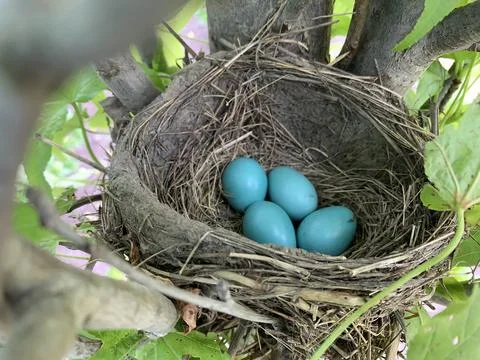 Four Robin Eggs Stock Photos