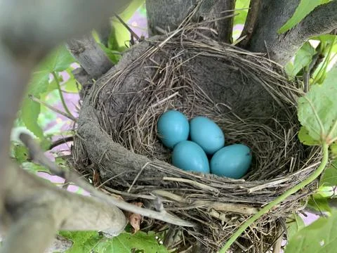 Four Robin Eggs Stock Photos
