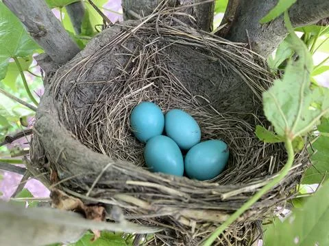 Four Robin Eggs Stock Photos