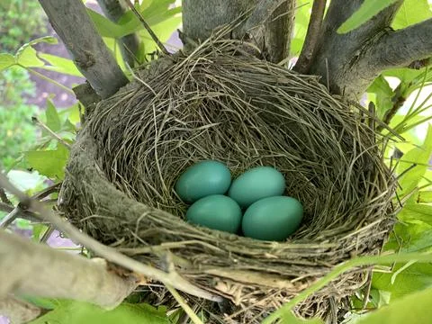 Four Robin Eggs in a twig nest Stock Photos