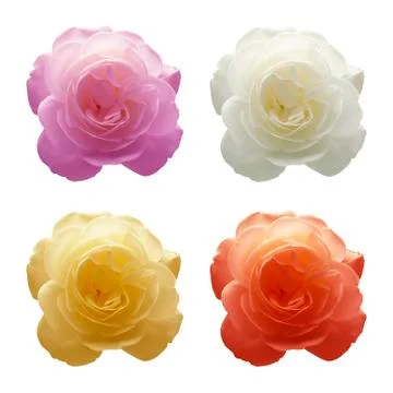 Four roses Stock Photos