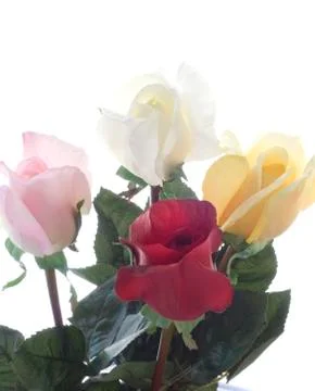 Four Roses Stock Photos