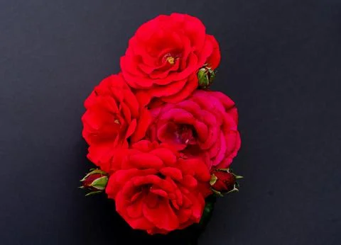 Four roses Stock Photos