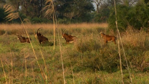 Four Sable Wide Shot Video stock 106796657