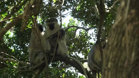 Four   samango monkeys including a baby and mother - Cercopithecus albogular Stock Footage 328650946